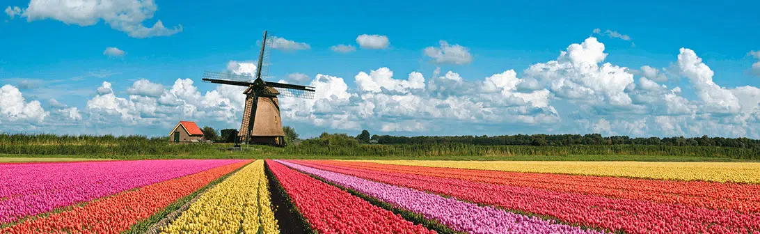 FVB de Boer tulips
